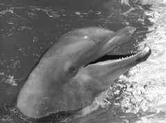 Дельфин-афалина