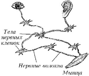 Упрощённая схема связи между нервными клетками, органами чувств и мышцами