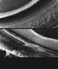 Изображение в сканирующем микроскопе
